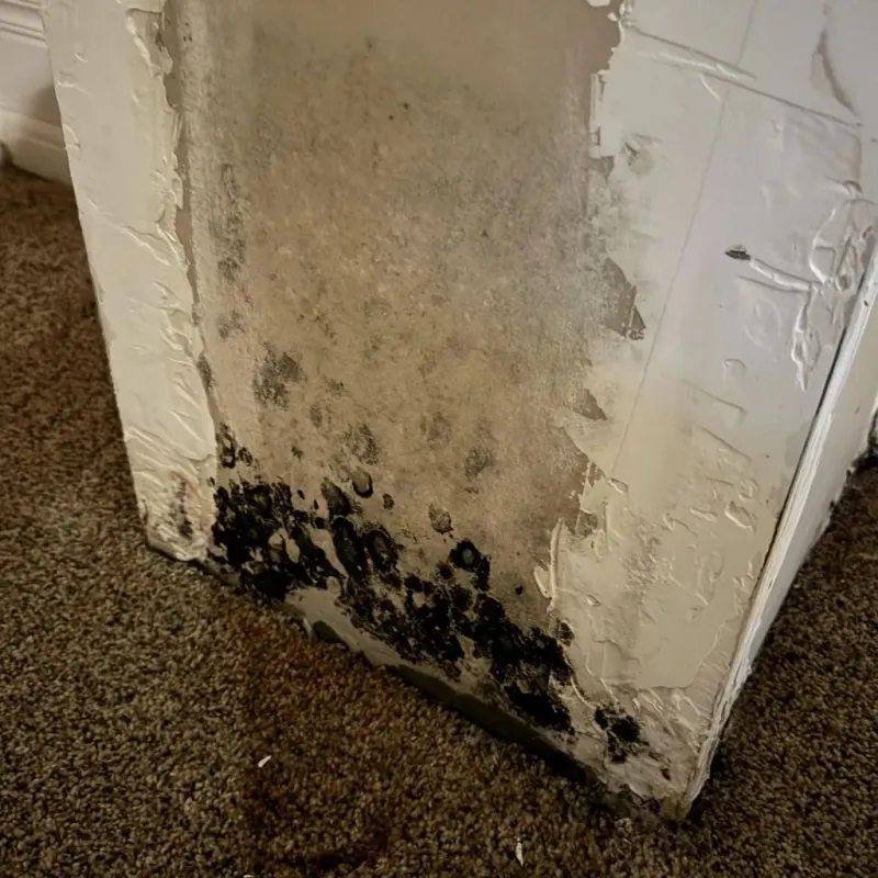 Professional Mold Removal in Shell Valley, ND